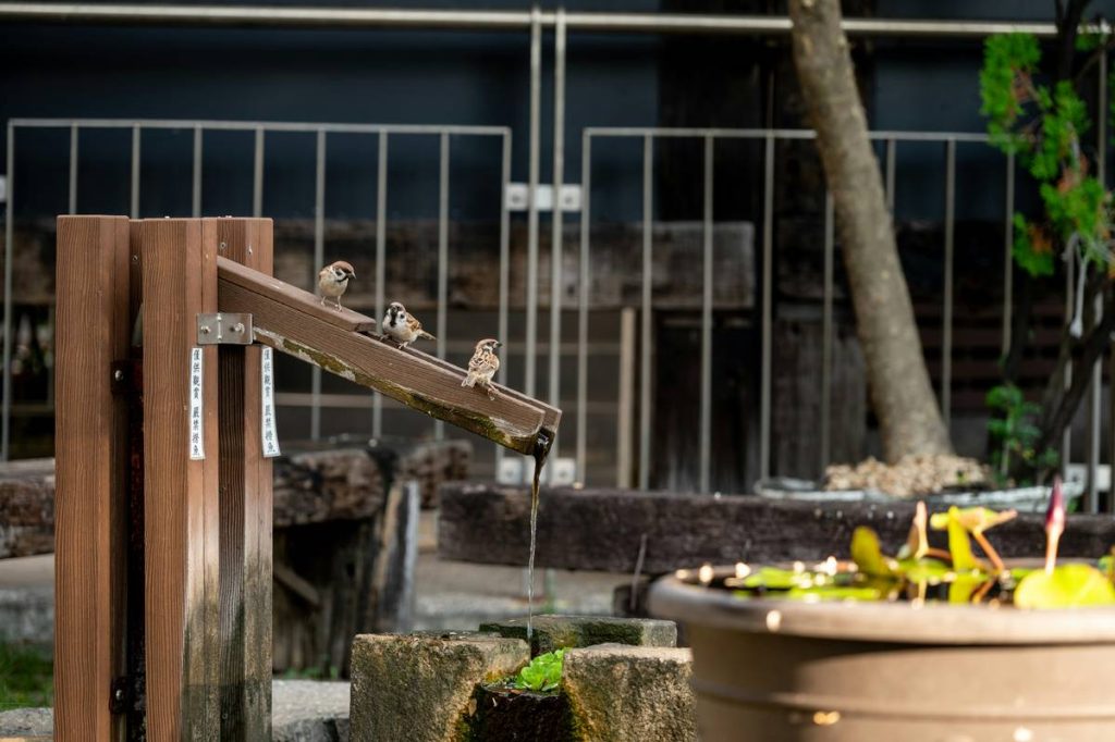 12 Unique Outdoor Birdbaths That Turn Your Garden into a Bird Sanctuary (Without Attracting Mosquitoes)
