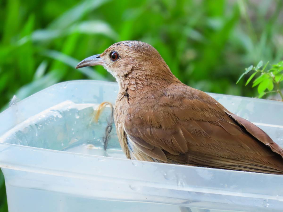 Side-by-side photo: clean ceramic birdbath vs. green-slimy neglected one with algae buildup