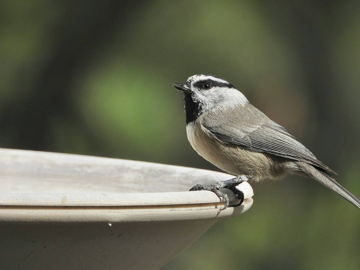 Comparison chart: functional vs. decorative birdbaths showing depth, material, and placement factors that influence bird usage