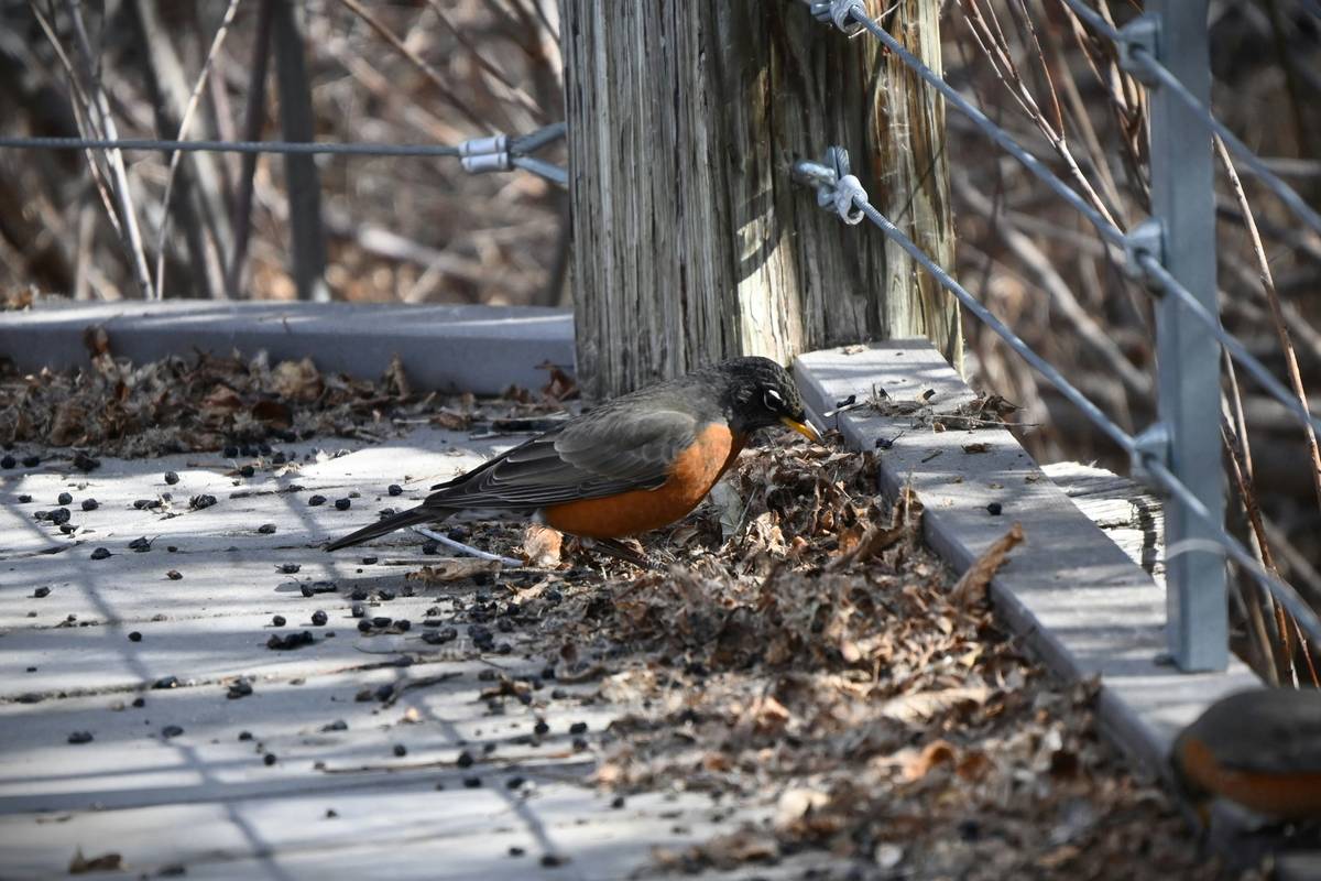 Comparison of safe vs unsafe metal birdbaths showing depth, texture, and placement differences