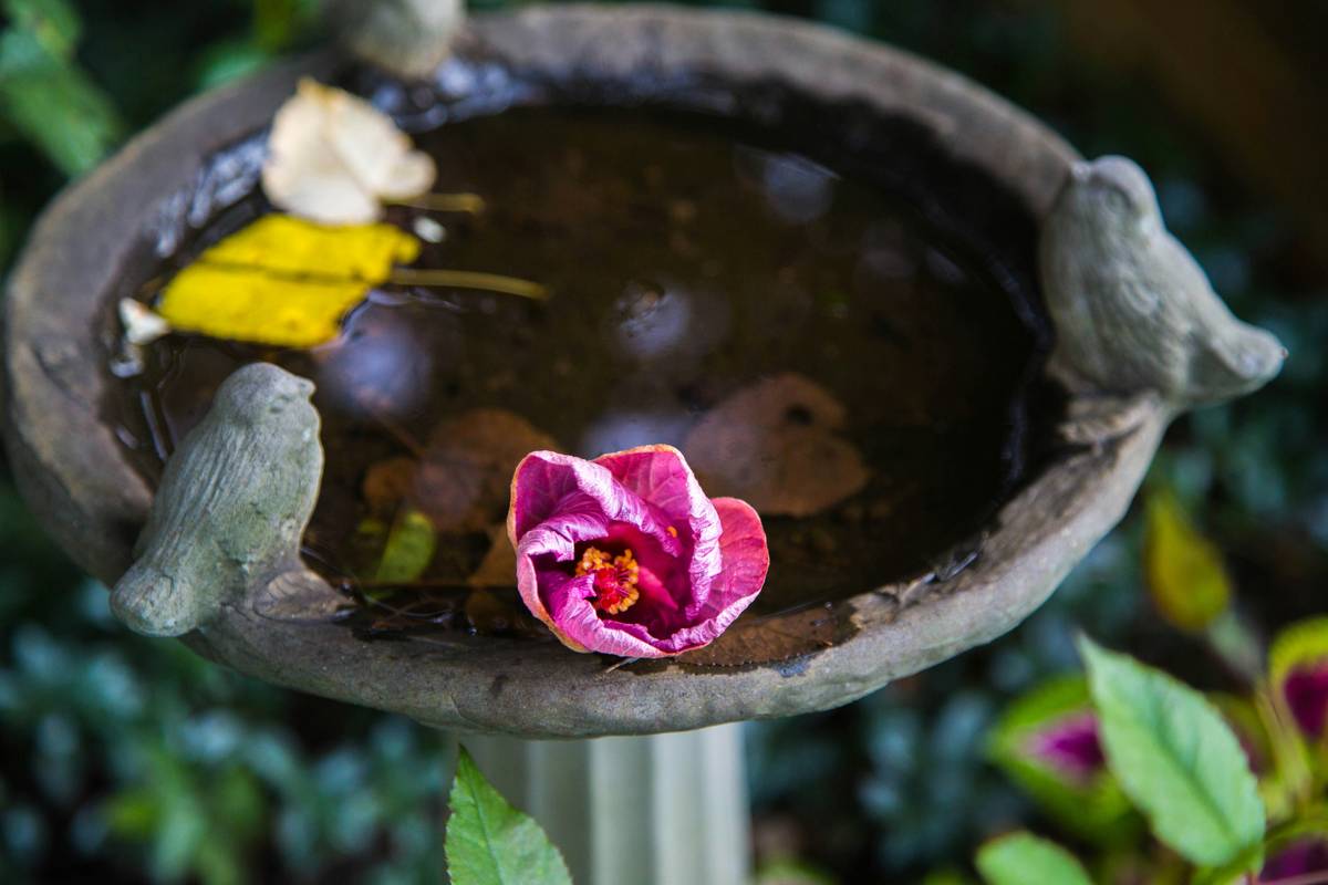 Diagram showing ideal birdbath depth of 1-2 inches with sloped sides versus unsafe deep bowl designs
