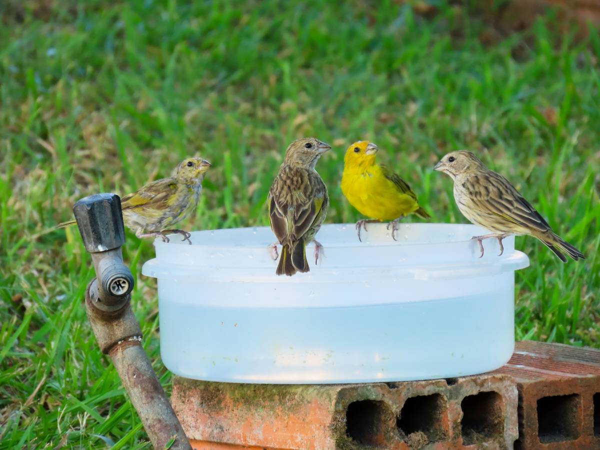 Diagram showing ideal birdbath dimensions: 18-24 inch diameter, 1-2 inch depth at center, gently sloping sides, rough texture bottom