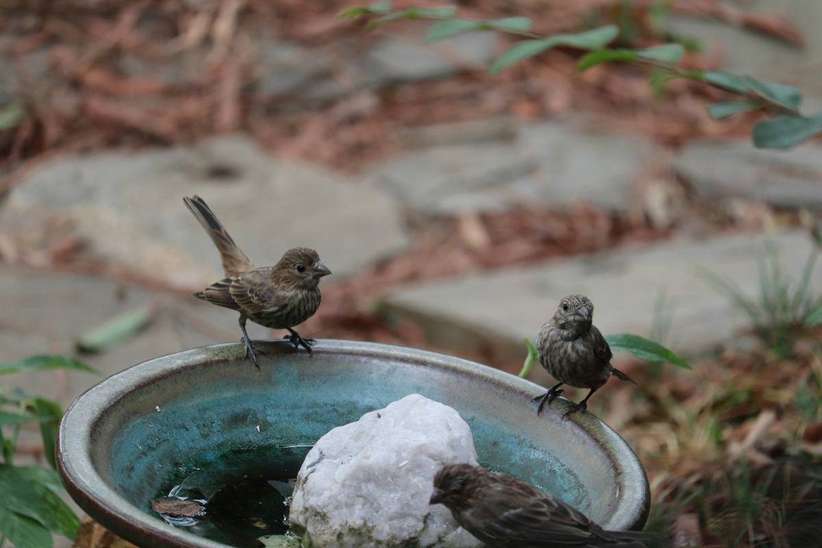 Diagram showing ideal birdbath dimensions: 18-inch diameter, 1–2 inch depth, with textured base and elevated pedestal