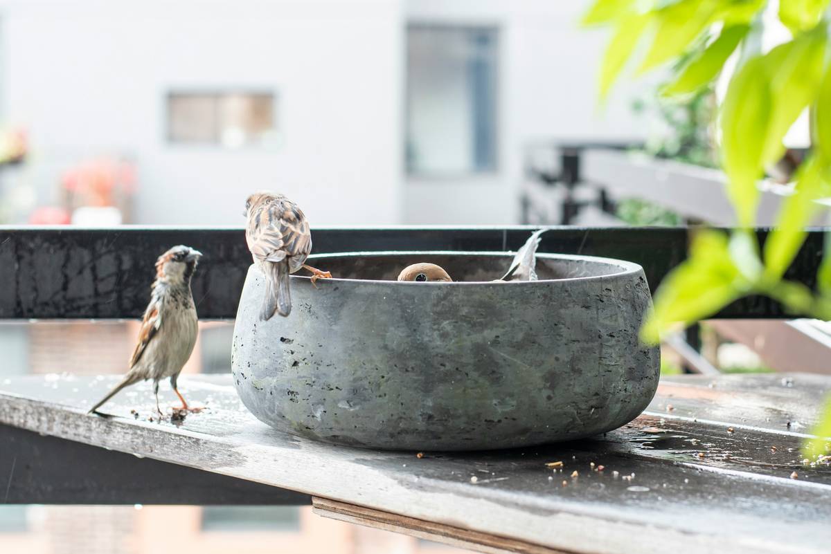 garden decor birdbath how to make: A Foolproof DIY Guide That Actually Works (No, It Won’t Tip Over)