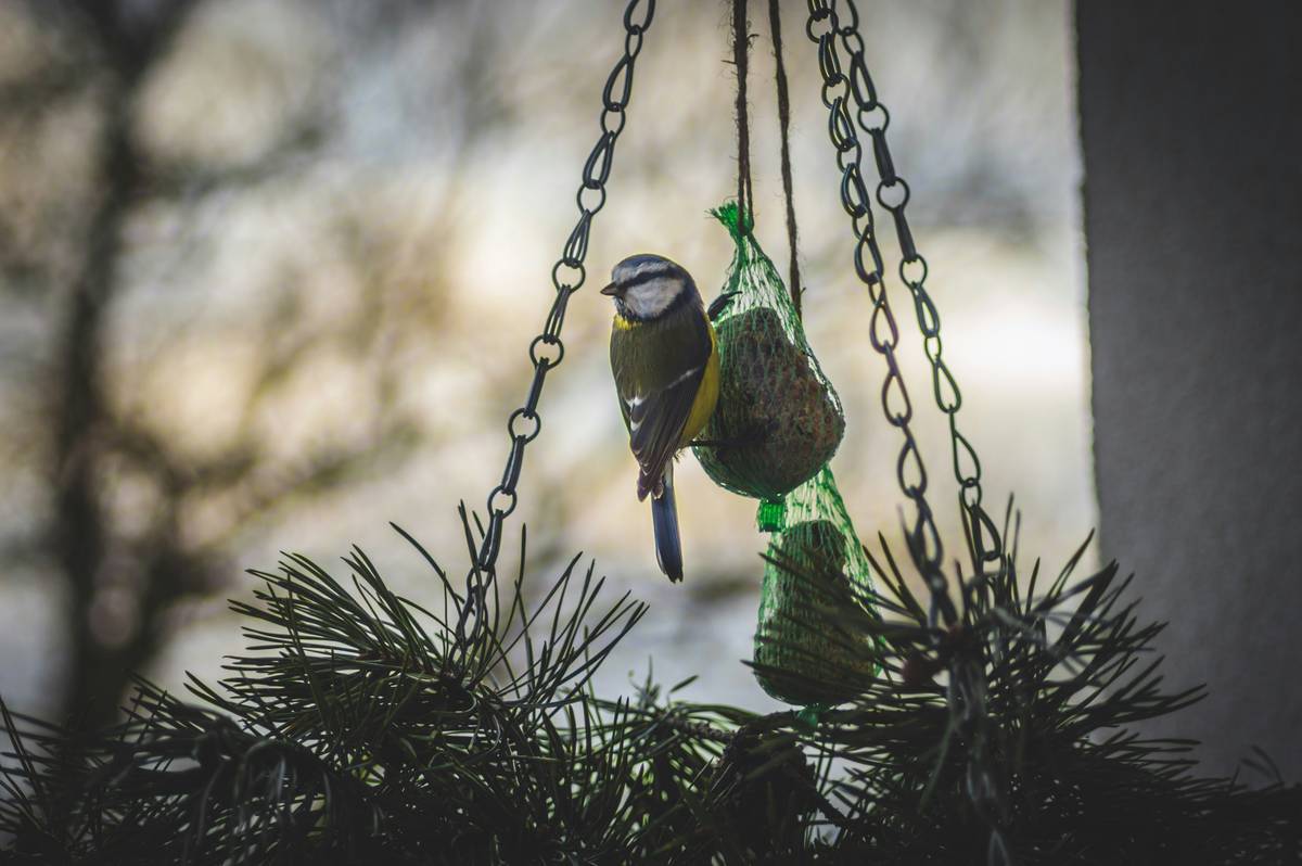 Infographic showing bird visitation rates with ground vs. hanging birdbaths, citing Audubon data