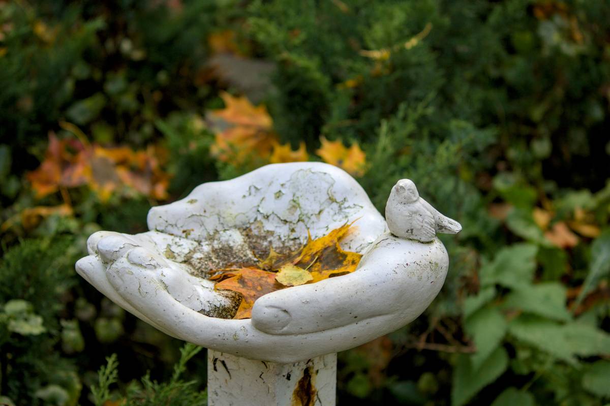 Side-by-side comparison: deep glossy birdbath vs shallow textured Lowe's birdbath with birds visiting
