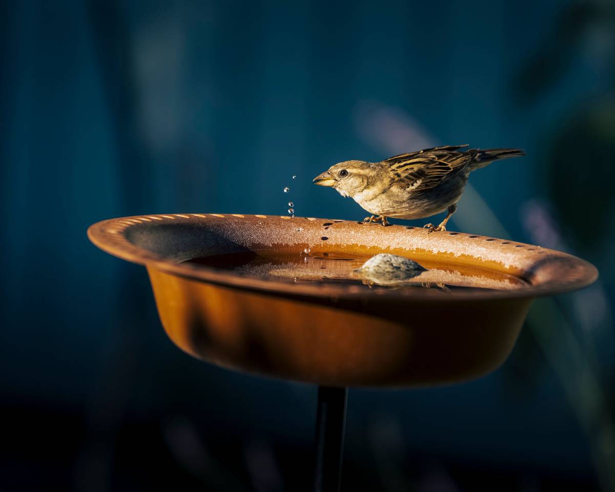 Side-by-side comparison showing a cracked plastic birdbath next to a weathered but intact concrete birdbath after one year outdoors