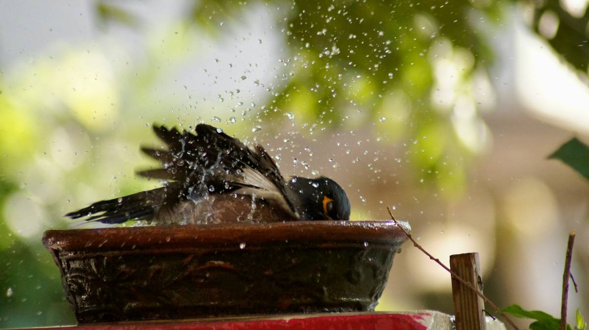 Side-by-side: deep center-placed birdbath (empty) vs shallow edge-placed birdbath (with birds)