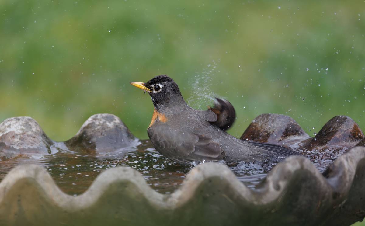 Why Your Garden Deserves Outdoor Concrete Birdbaths (And How to Choose the Right One)