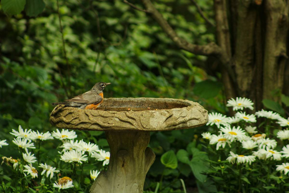 Why Your Garden Feels Empty (And How Decorative Outdoor Birdbaths Bring It to Life)
