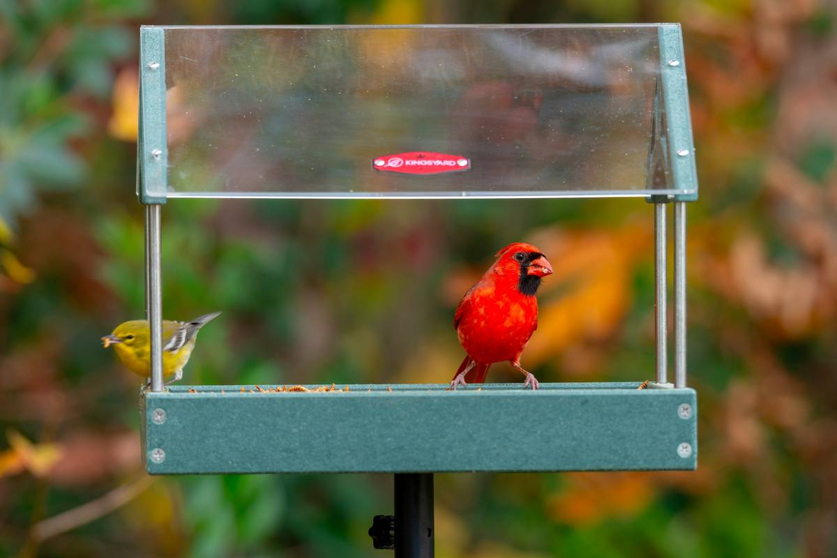 Wildlife Habitat Birdbath How to Make: A Step-by-Step Guide for Backyard Biodiversity