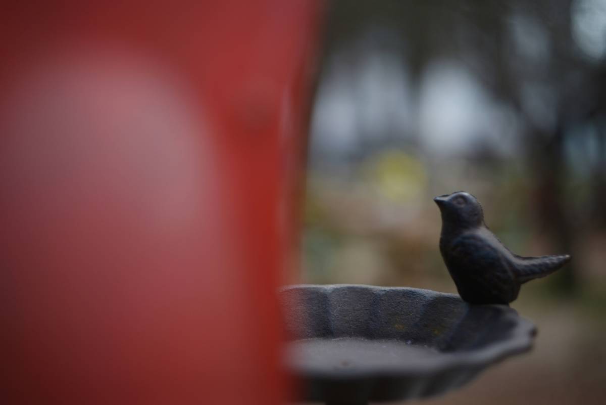 Wildlife Habitat Birdbath Why Won’t Birds Use It? (And How to Fix It Fast)