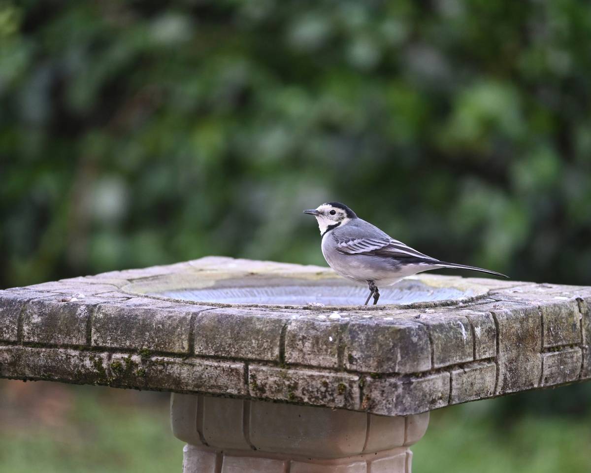 Close-up of birdbath or bird bath showing shallow depth and textured base with water droplets from dripper
