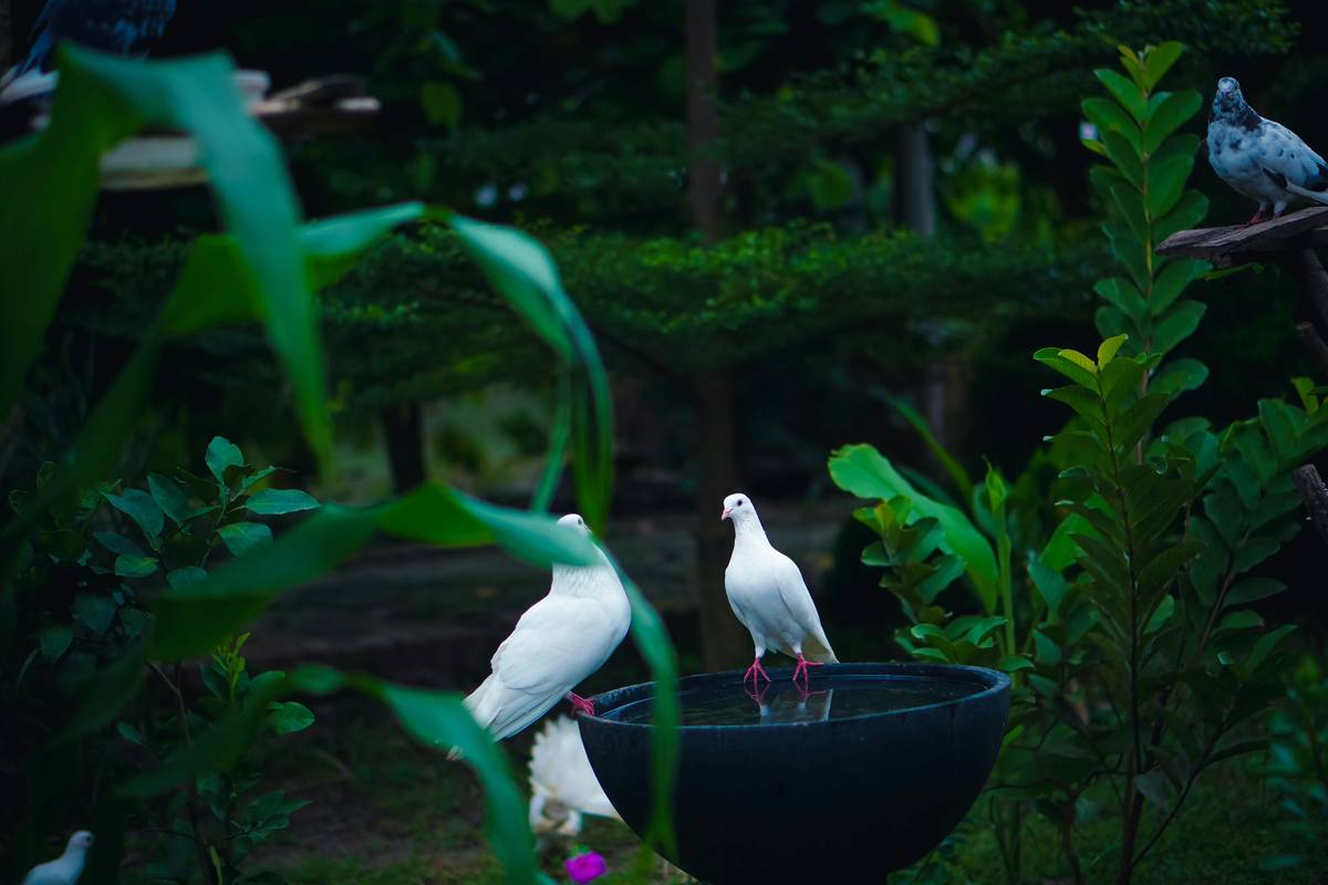 wildlife habitat birdbath how do you position near native shrubs for safety and shade