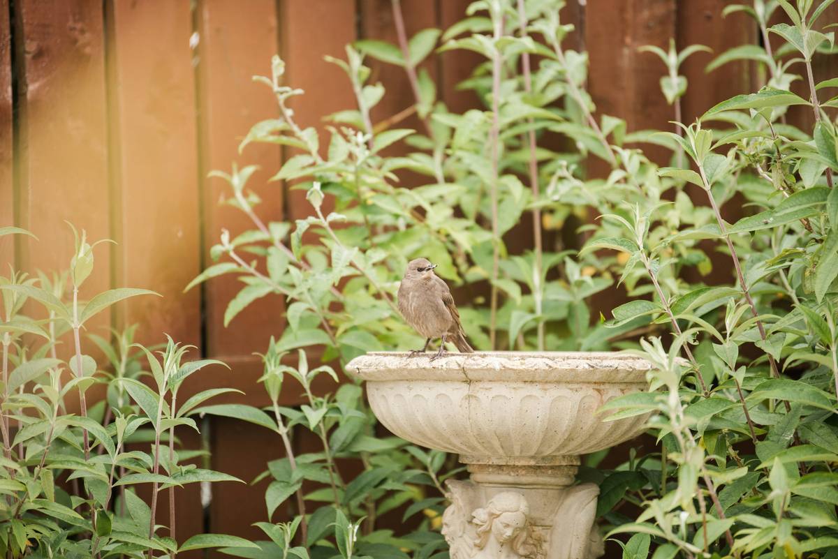 garden decor birdbath outdoor bird bath: The Overlooked Key to a Thriving Backyard Ecosystem