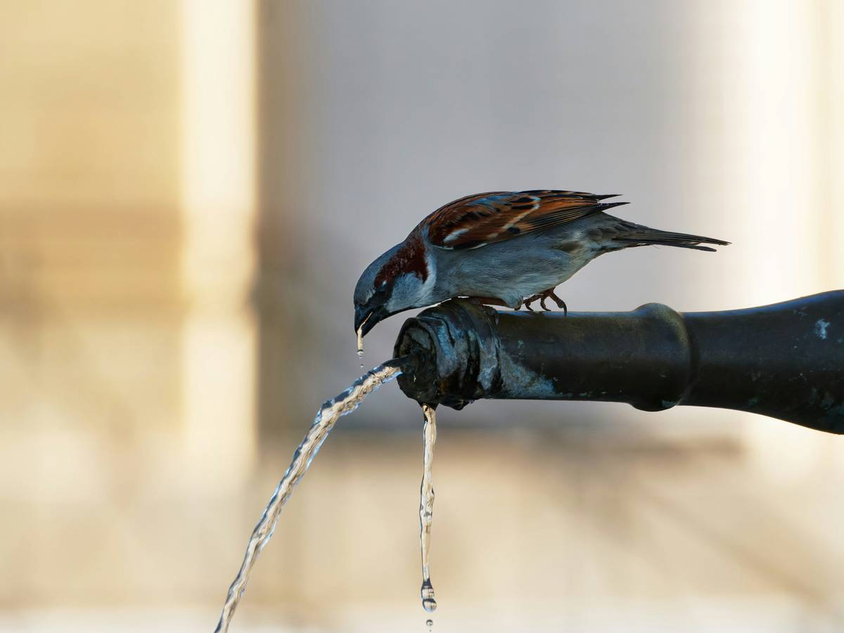 Infographic showing how birds use birdbaths for drinking vs. bathing, with stats on feather maintenance from Cornell Lab