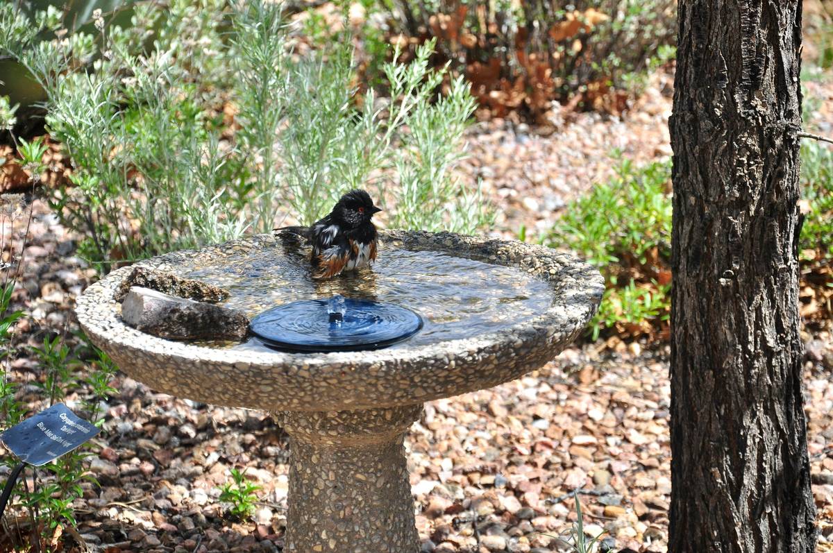 Why You’re Not Seeing Birds in a Birdbath (And How to Fix It Fast)