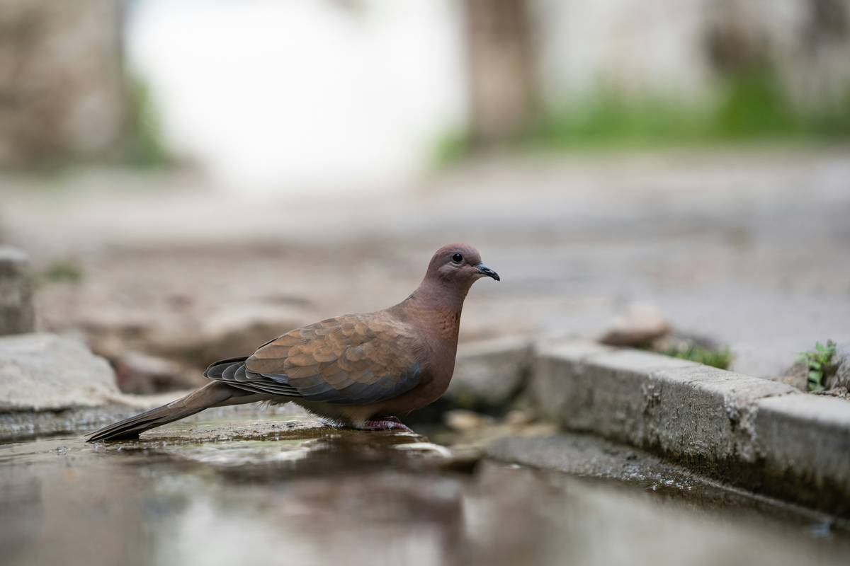 Why Your Birdbath or Bird Bath Is Failing Wild Birds (And How to Fix It)