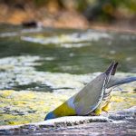 wildlife habitat birdbath how do you create one that actually works?