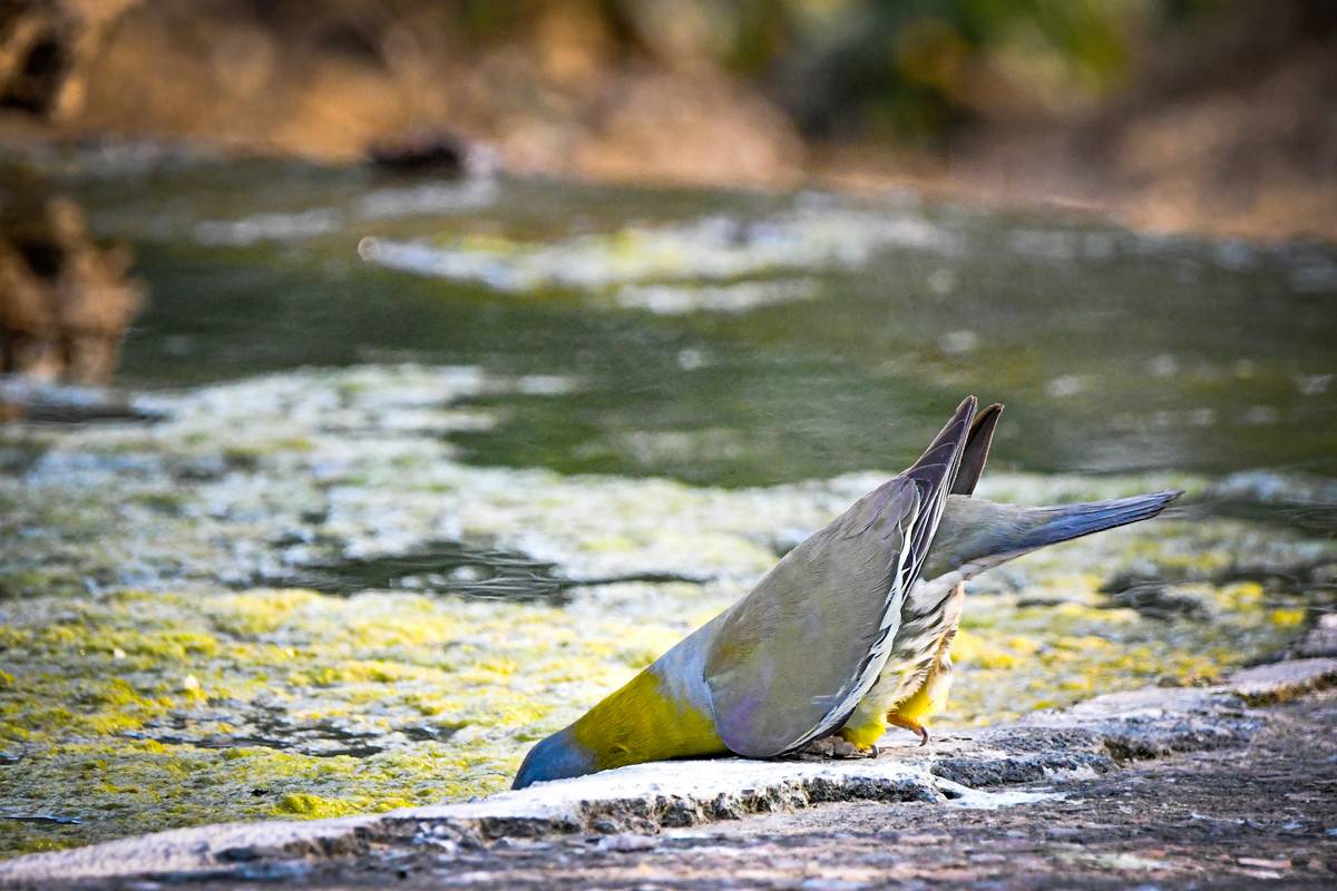 wildlife habitat birdbath how do you create one that actually works?