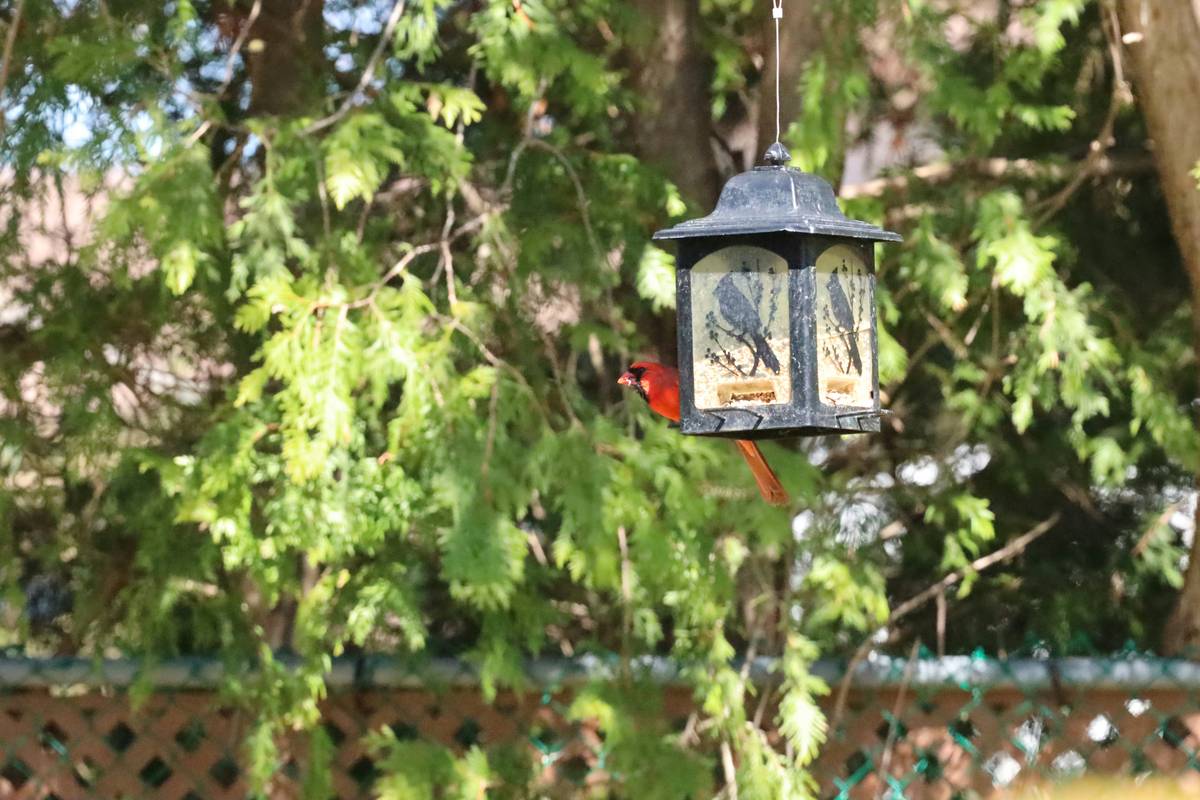 Wildlife Habitat Birdbath Why Do Bird? Creating a Backyard Oasis That Actually Works