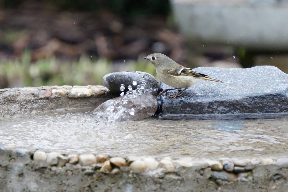 A birdbath water heater submerged in a stone birdbath surrounded by frost, keeping water unfrozen