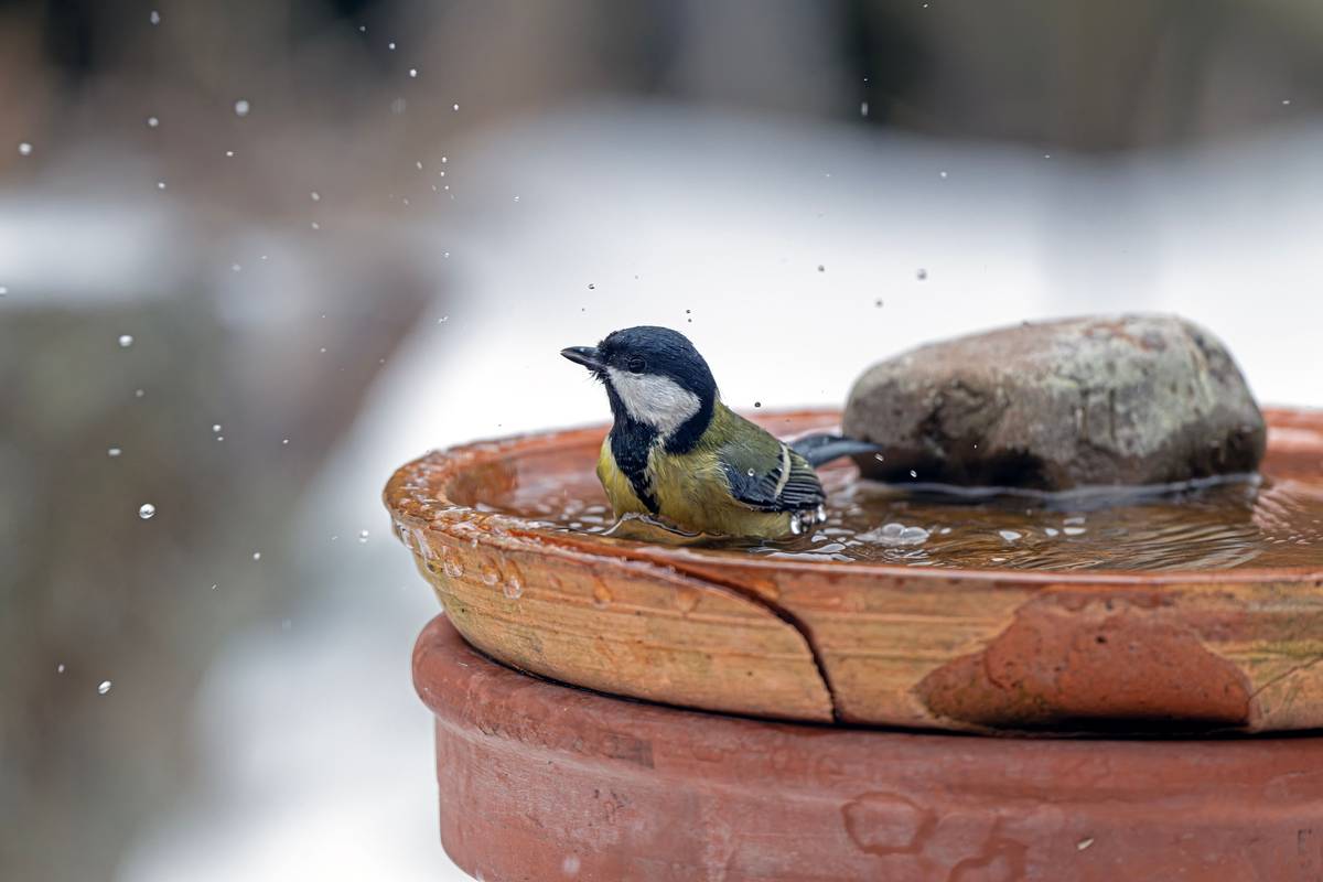 Birdbath Water Heater: 7 Proven Tips to Avoid Costly Winter Mistakes