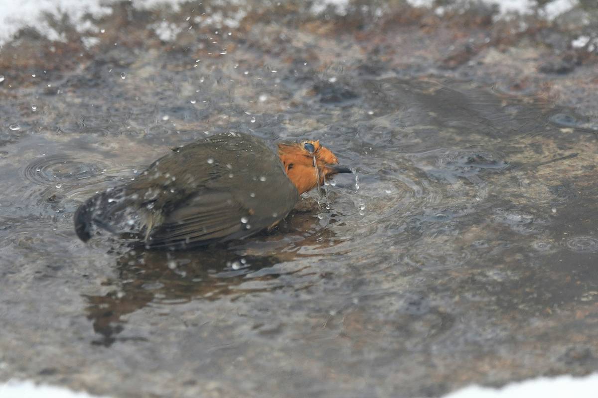 Comparison of birdbath types showing why do birds use a birdbath with moving water