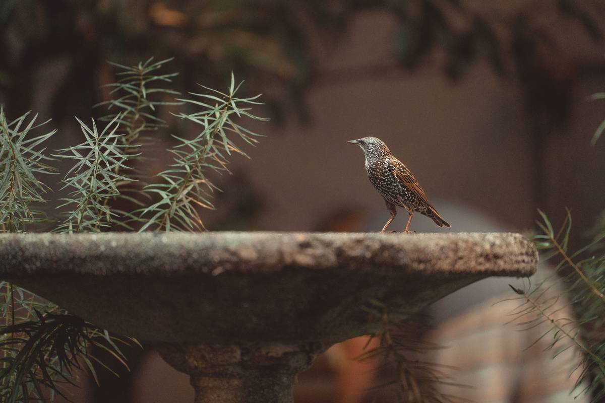 Comparison of birdbath water feature types showing bird activity levels