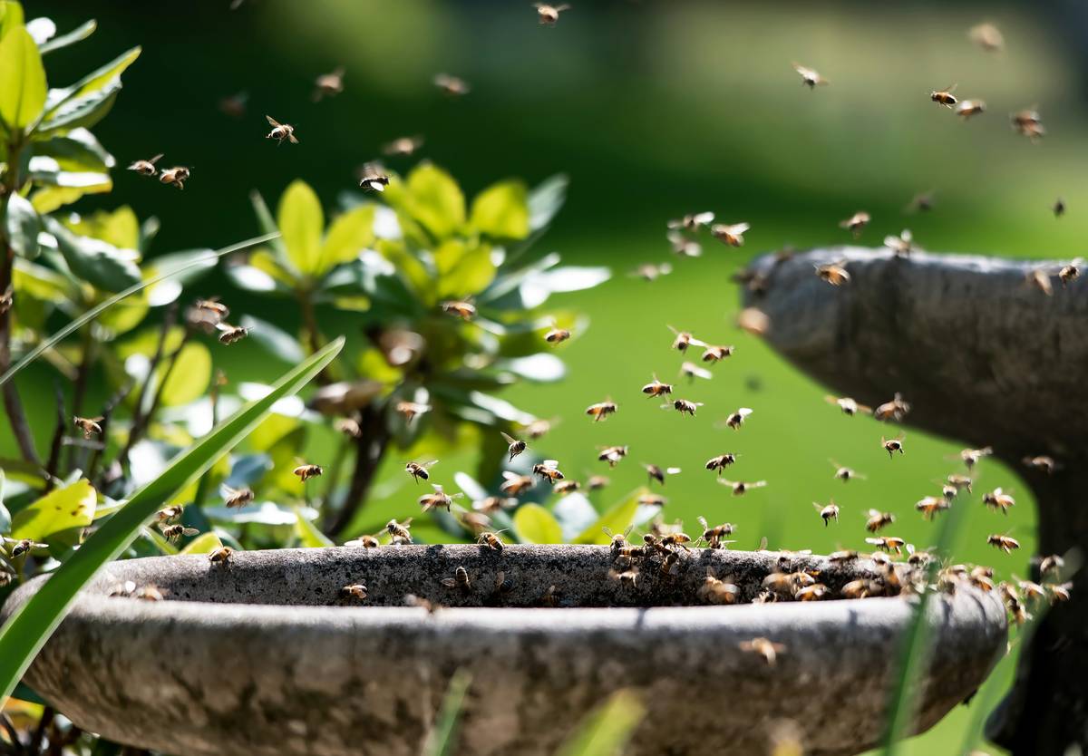 Why Your birdbath water feature Isn’t Working—and How to Fix It