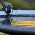 Galvanized Metal Birdbath: 7 Proven Tips to Avoid Costly Mistakes