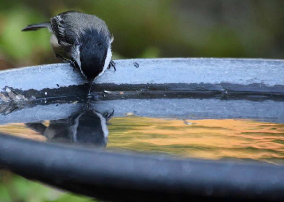 Galvanized Metal Birdbath: 7 Proven Tips to Avoid Costly Mistakes