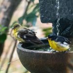 Vintage Metal Hogardeck Birdbath: 7 Proven Tips to Avoid Costly Mistakes