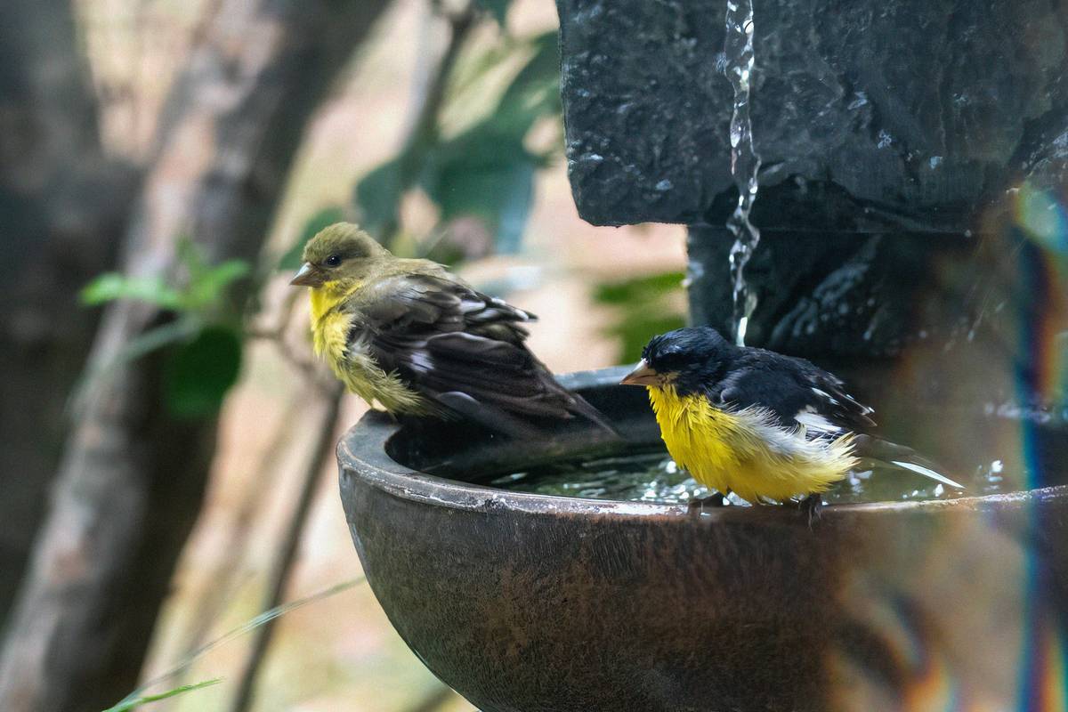 Vintage Metal Hogardeck Birdbath: 7 Proven Tips to Avoid Costly Mistakes